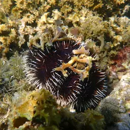 Collector Urchin, photo 8