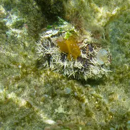 Collector Urchin, photo 9