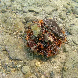 Collector Urchin, photo 10