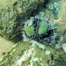 Collector Urchin, photo 11