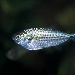 Dusky Narrow Hatchetfish, photo 1