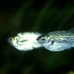 Dusky Narrow Hatchetfish, photo 2