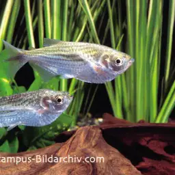 Dusky Narrow Hatchetfish, photo 3