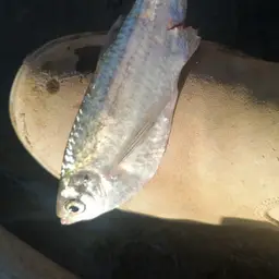 Dusky Narrow Hatchetfish, photo 5