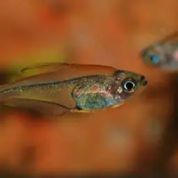 Crystal Rainbow Tetra, photo 2