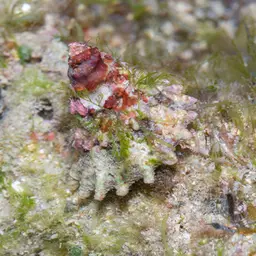 Trochus Snail, photo 2