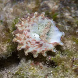 Trochus Snail, photo 1