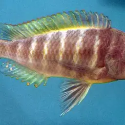 Blue-eyed Tropheus