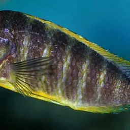 Blue-eyed Tropheus, photo 2