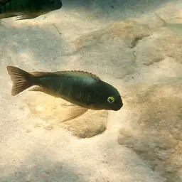 Blue-eyed Tropheus, photo 3