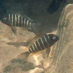 Blue-eyed Tropheus, photo 4