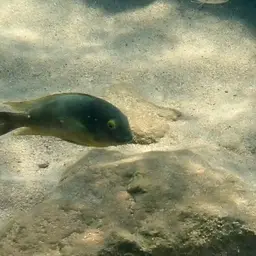 Blue-eyed Tropheus, photo 5