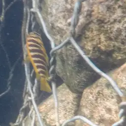 Blue-eyed Tropheus, photo 6
