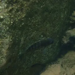Blue-eyed Tropheus, photo 7