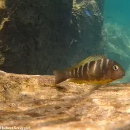 Blue-eyed Tropheus, photo 9