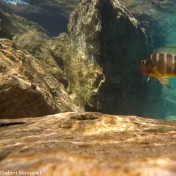 Blue-eyed Tropheus, photo 10