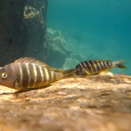 Blue-eyed Tropheus, photo 11