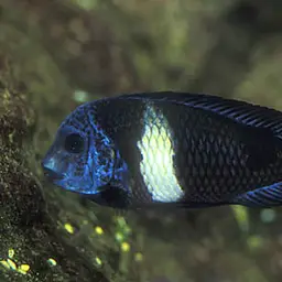 White-spotted Cichlid, photo 1