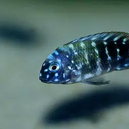 White-spotted Cichlid, photo 2
