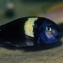 White-spotted Cichlid, photo 3