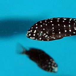 White-spotted Cichlid, photo 4