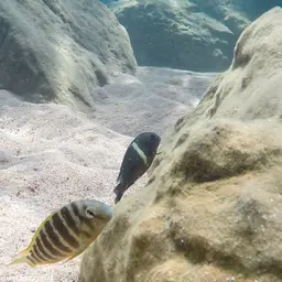 White-spotted Cichlid, photo 5