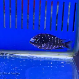 White-spotted Cichlid, photo 9