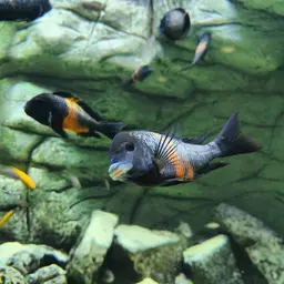 White-spotted Cichlid, photo 10