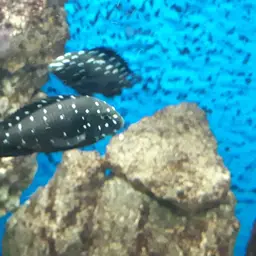 White-spotted Cichlid, photo 11