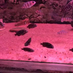 White-spotted Cichlid, photo 12