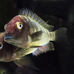 Blunthead Cichlid