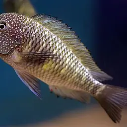 Blunthead Cichlid, photo 3