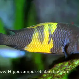 Blunthead Cichlid, photo 4