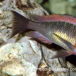 Blunthead Cichlid, photo 5