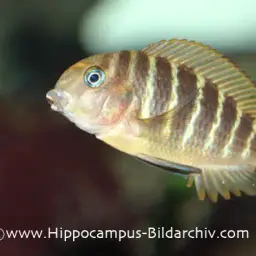 Blunthead Cichlid, photo 6