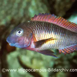 Blunthead Cichlid, photo 7