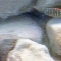 Blunthead Cichlid, photo 8