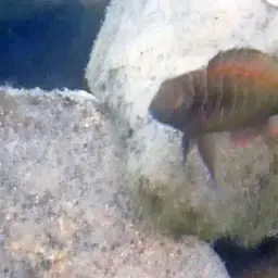 Blunthead Cichlid, photo 9