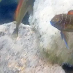 Blunthead Cichlid, photo 10