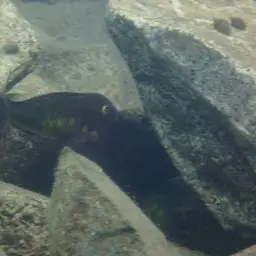 Blunthead Cichlid, photo 11