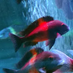 Blunthead Cichlid, photo 12