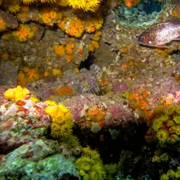 Sun Coral, photo 2