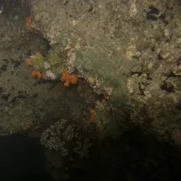 Sun Coral, photo 3