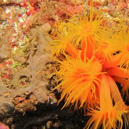 Sun Coral, photo 4