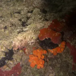 Sun Coral, photo 5