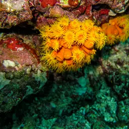Sun Coral, photo 1