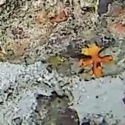 Orange Cup Coral, photo 1