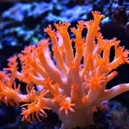 Orange Cup Coral, photo 2