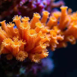 Cup Coral