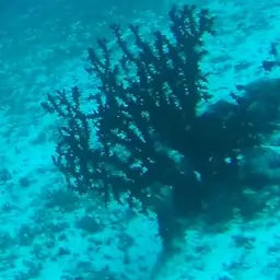 Black Sun Coral